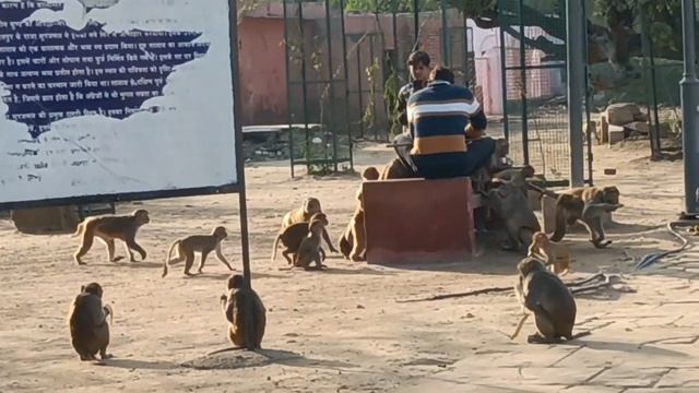 Kusum sarovar 2022 | kusum sarovar, mathura | kusum sarovar story in hindi смотреть онлайн