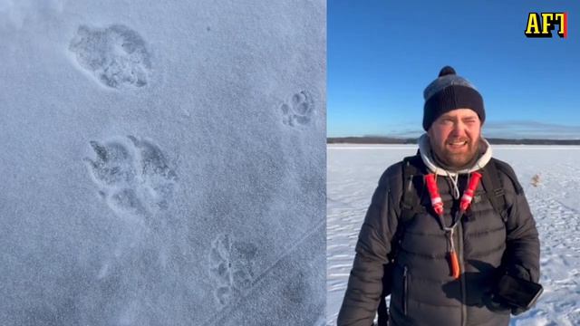 Fredrik, 33, mötte vargen på Lidingö: ”Den var nyfiken” смотреть онлайн