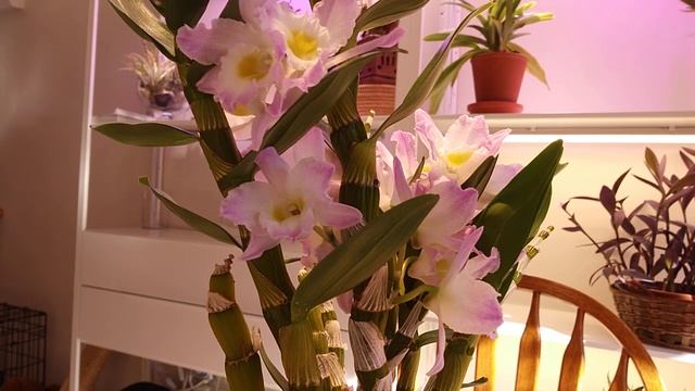 Dendrobium Nobile Den. Cloud Snow Bunny смотреть онлайн