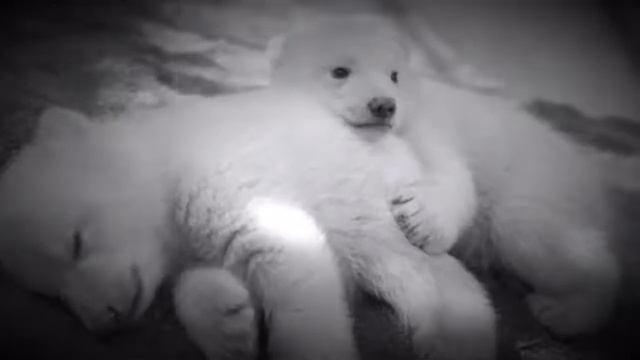 Year 6 - NM - Arctic Fox смотреть онлайн
