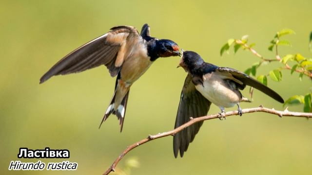 Дикі тварини України. 4K Ultra HD.