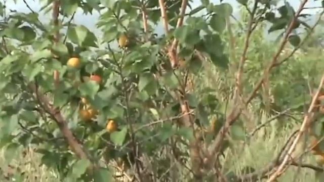 абрикос в Сибири смотреть онлайн