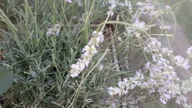 Лаванда узколистная (лат. Lavandula) из овощной теплицы. Эксперимент. Часть II смотреть онлайн