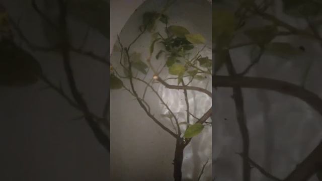 Как избавиться от щитовки и паутинного клеща на комнатных растениях. смотреть онлайн