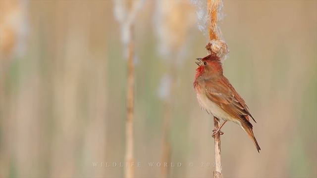 Bird sounds. Common rosefinch singing and chirping смотреть онлайн