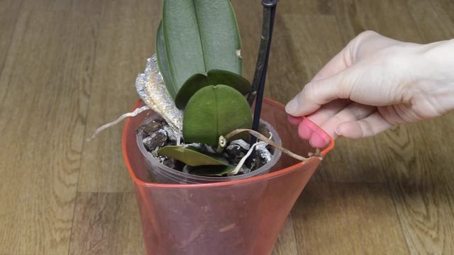 СРАЗУ СДЕЛАЙТЕ ЭТО ПОСЛЕ ПОКУПКИ ОРХИДЕИ ‼ КАКОЙ УХОД СПОСОБЕН ЛЕЧИТЬ БОЛЕЗНИ КОРНЕЙ ОРХИДЕИ ‼ смотреть онлайн