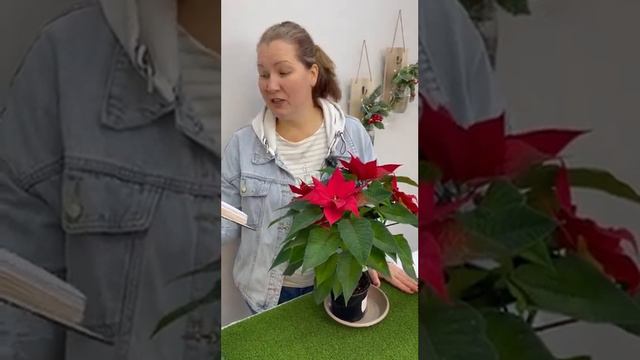 Какие цветы сеем в январе. НЕ ПРОПУСТИТЬ! #сад #цветы смотреть онлайн