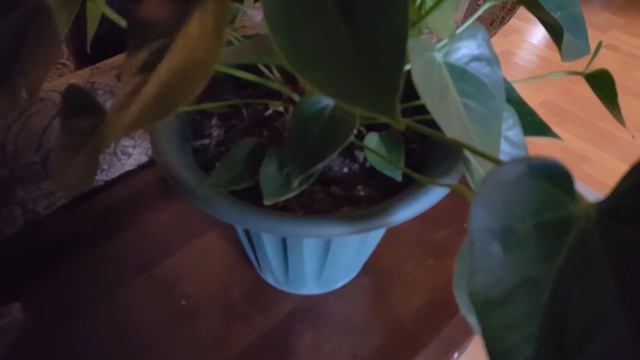 How to take care of an Anthurium Plant | Donna Joshi смотреть онлайн