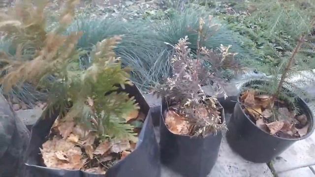 Купили новые растения. Посадка елей на участке, туи. Кусочек нашей осени. смотреть онлайн