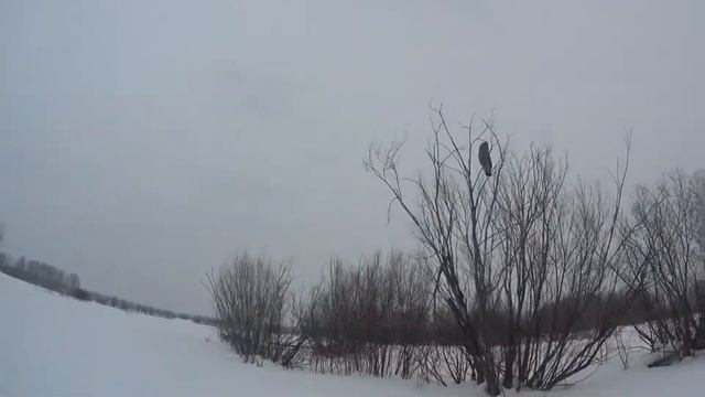 BRP Lynx 69 army. Сова смотреть онлайн