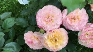 Роза ЛандЛуст W. Kordes 2015 г