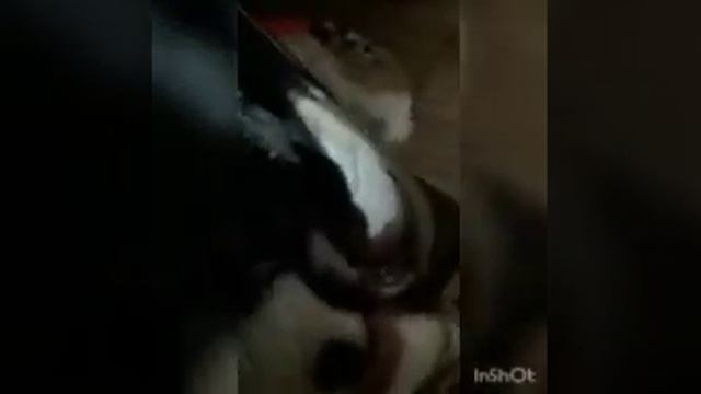 Влог/иду в кино на..../учю стих ?/Мне понравился мультик ? смотреть онлайн