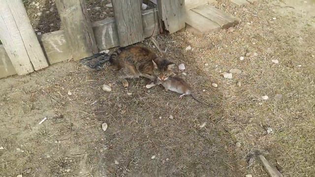 18+! Крыса победила кошку! Детям не смотреть!!! смотреть онлайн