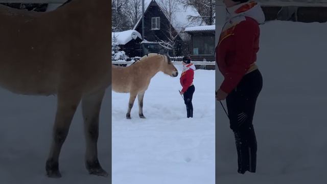 Хвалить лошадь тоже нужно правильно! смотреть онлайн
