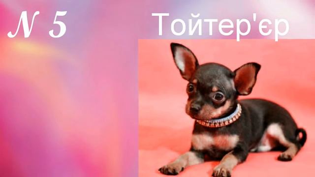 ТОП-10 НАЙПОПУЛЯРНІШИХ ПОРІД СОБАК В УКРАЇНІ смотреть онлайн