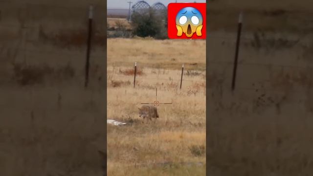 Охота волки по плану #82 смотреть онлайн