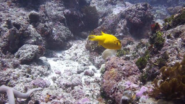 zanzibar mnemba atoll смотреть онлайн