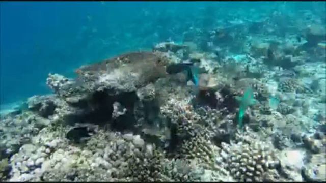 Amazing snorkel in Maldives смотреть онлайн