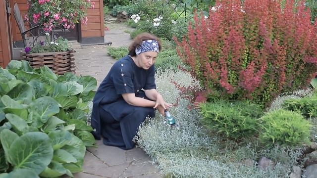 Ясколка I вербейник