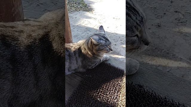 БОСЯ НА ЧИЛЛЕ) смотреть онлайн
