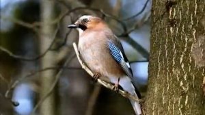 Лес наше богатство! Берегите лес