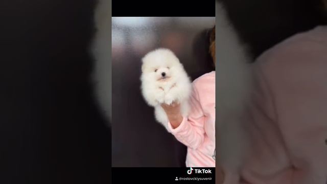 Шпиц щенки смотреть онлайн