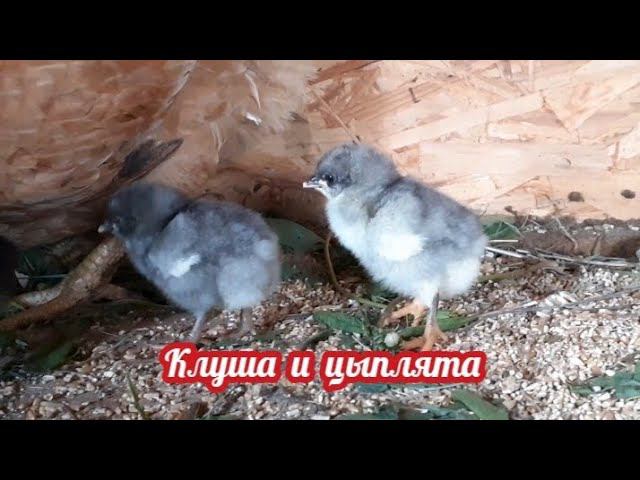 Цыплята марана и клуша.... смотреть онлайн