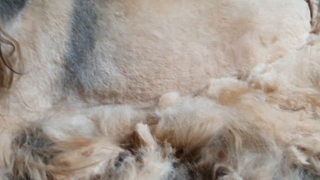 У меня на стрижке пекинес и мальтезе, пекинес весь с колтунами, ужас? смотреть онлайн