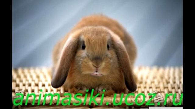 Кролик Милок720 смотреть онлайн
