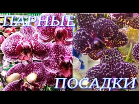 №322/ Обзор ГРУППОВЫХ ПОСАДОК орхидей