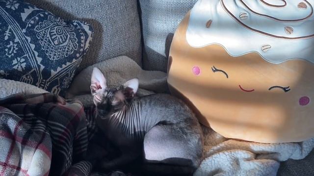 Лысенькие сфинксы: ваши вопросы ❤️Лея и Пеппер