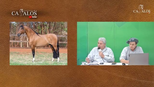 LEILÃO VIRTUAL HARAS ANCHIETA смотреть онлайн