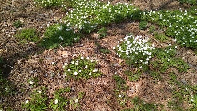 Подснежники Весна смотреть онлайн