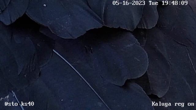 Вот и родился первый аистенок! Удачи тебе малыш! смотреть онлайн