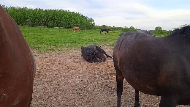 Лошадь валяется в сенной трухе. смотреть онлайн