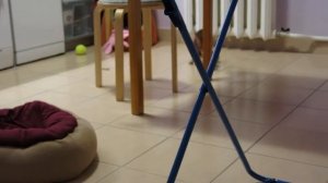 Пражский крысарик обожает играть