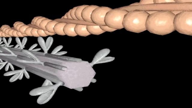 Flyby Through A Muscle Fiber (HD) from 3-D Body Adventure MS-DOS/Packard Bell Version смотреть онлайн