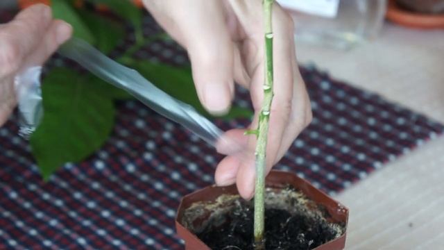 Уроки Щедрого агронома. Прививка цитрусовых подробно - 2 способа