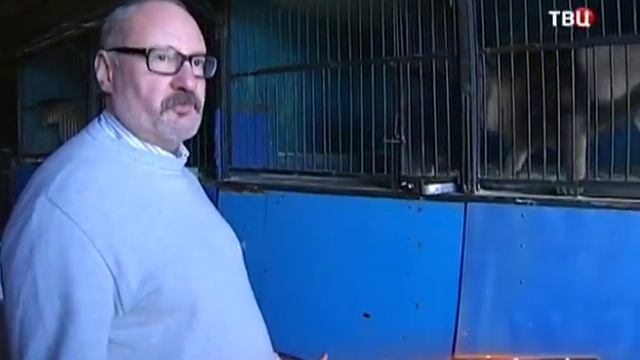 У пожилой пары львов появились котята смотреть онлайн