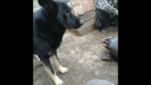 Зарезали свинку без сала!!! Коптим соломой))) смотреть онлайн