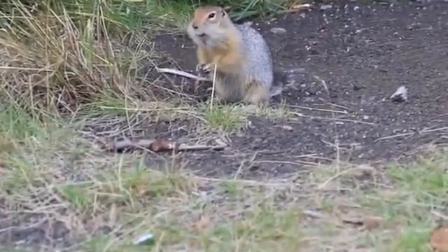 Камчатский евражка смотреть онлайн