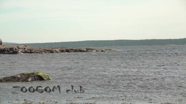 Бешеная рыбалка и жгучие медузы. смотреть онлайн