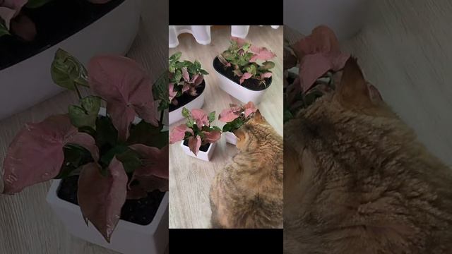 Сортовые сингониумы и Мия #plants #комнатныецветы #garden #сингониум #комнатныецветы #композиции смотреть онлайн