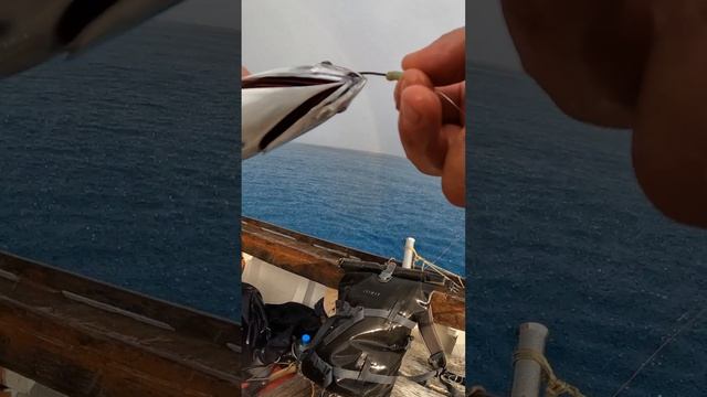 Тунец или скумбрия??