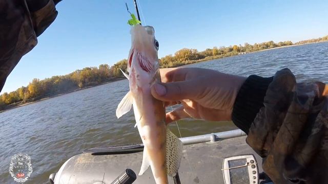 Второй день рыбозаготовки ловим на малька!Рыбалка на Ахтубе база Селитрон!