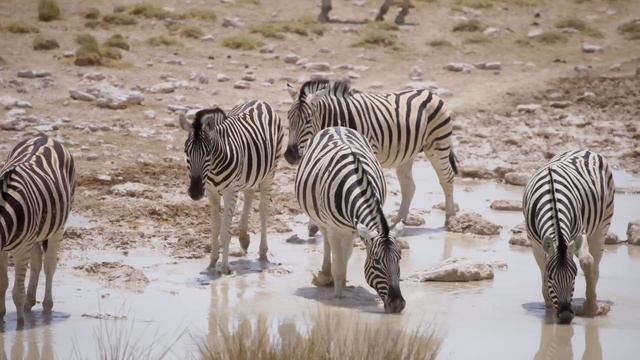 Wildlife 4K: Chobe National Park, Botswana - Scenic Wildlife Film With African Music