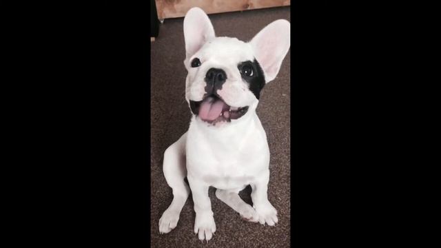 Милый французский бульдог