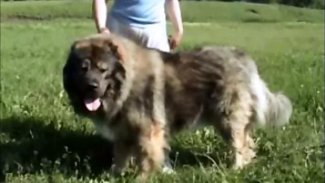 Кавказская овчарка. Анжелика и ее Гузар (король) смотреть онлайн