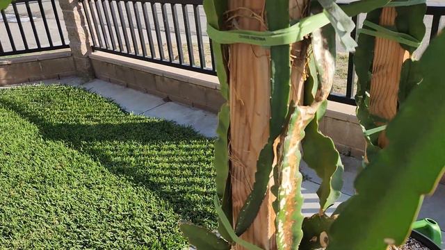 How to Treat Orange Spots (Cactus Rust) on Dragon Fruit смотреть онлайн