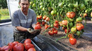 Проверенный сорт томатов Минусинский властелин